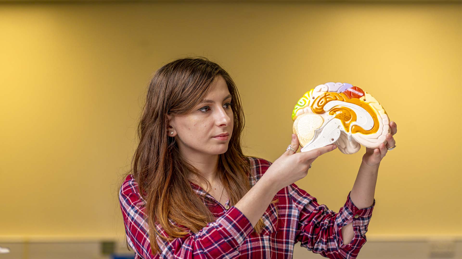 Woman holding a model of a brain
