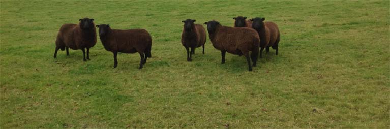 Sheep in a field