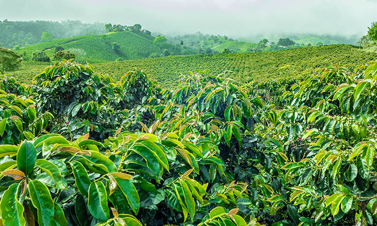 Crops growing with mist-covered tropical mountains in the distance.