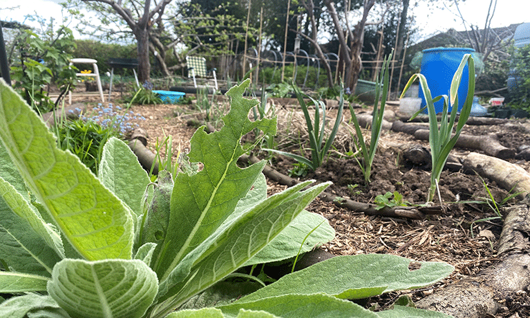 plants growing in an allotment