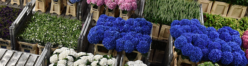Cut flowers in crates at a market