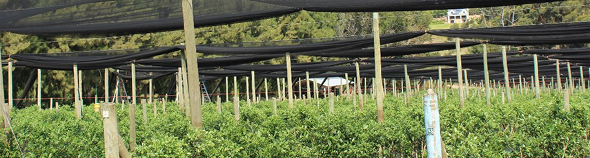 Nets over a plant crop in South Africa
