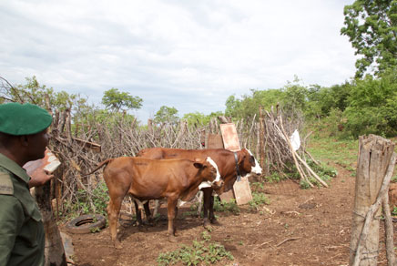 Cows in Africa in a field