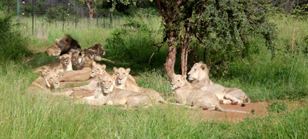Lions laying down under a tree in a field