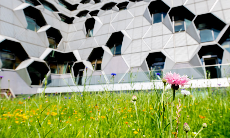 Wildflowers in front of the Coventry University Engineering Building.