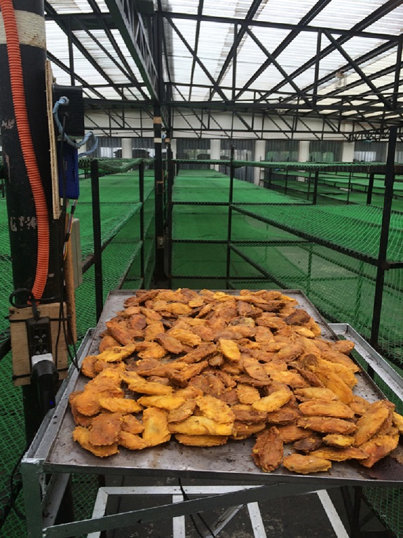 Mango food waste on scales in the GEMS factory
