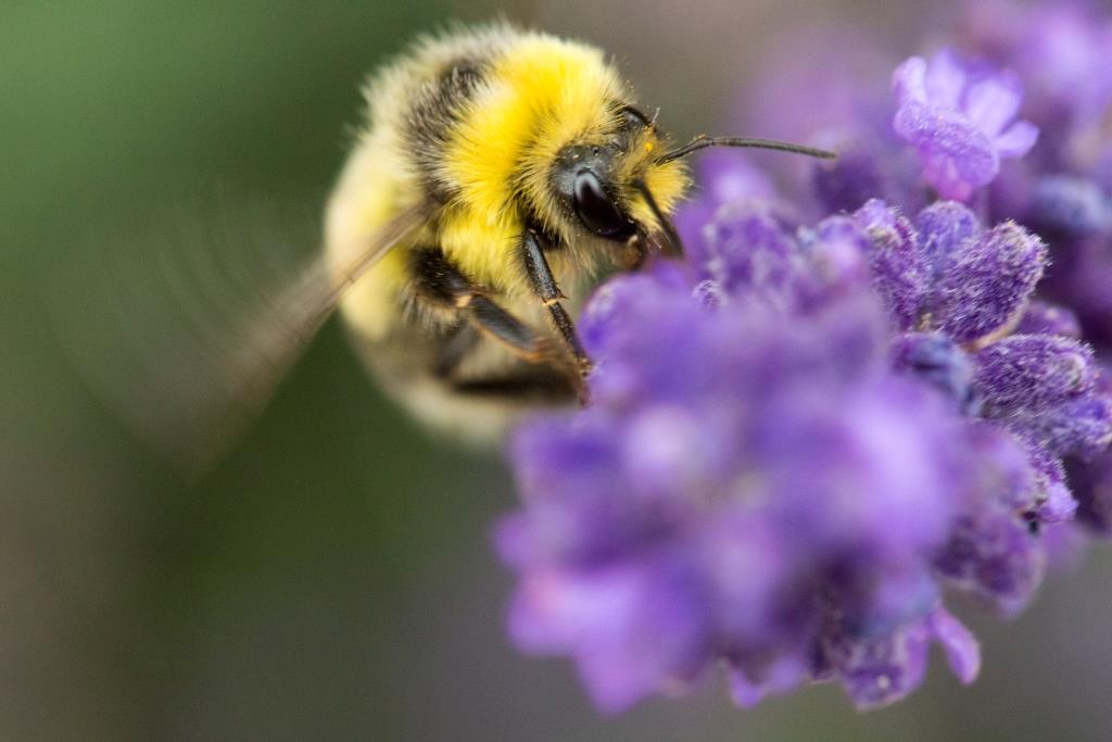 Coventry scientists start a buzz around bumblebees