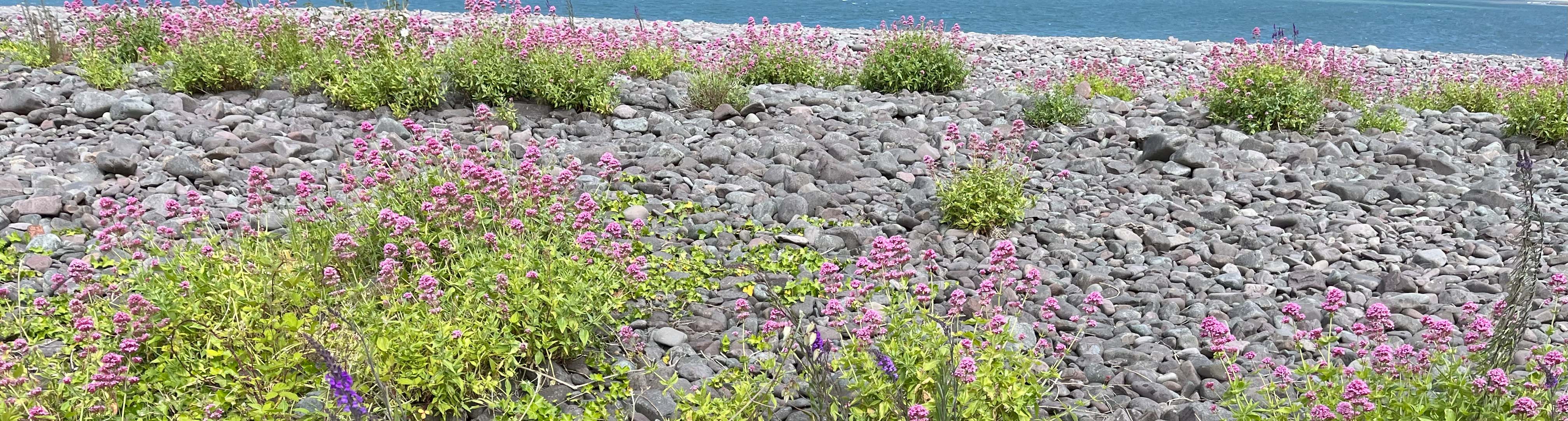 Wildflowers growing amongst the pebbles on the shoreline