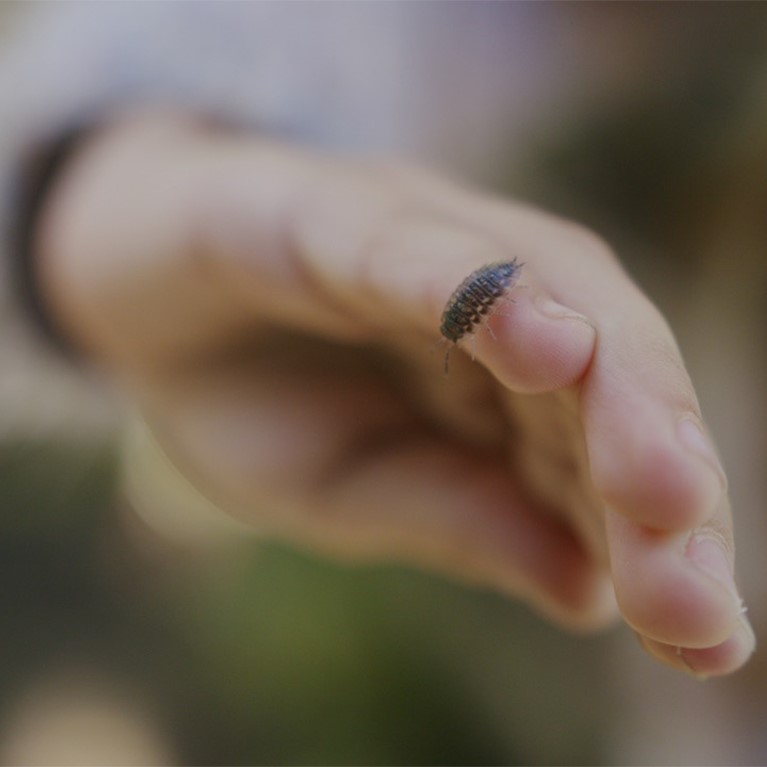 Woodlouse crawling on a person's hand