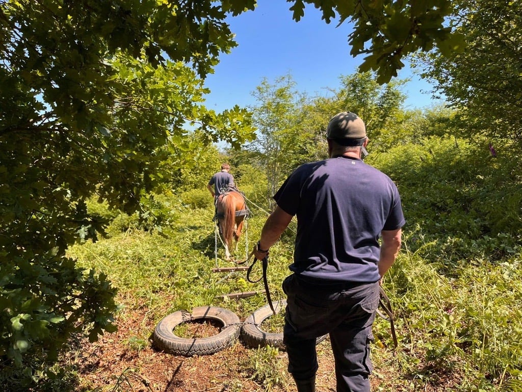Person walking behind a pony