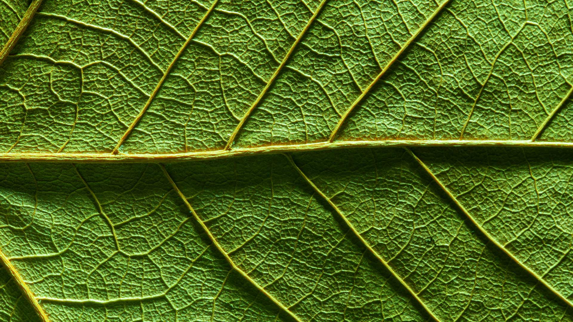 extreme close up of green leaf