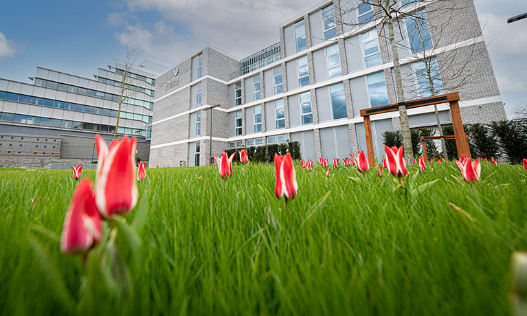 Red flowers on green grass outside a building