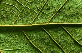 extreme close up of green leaf