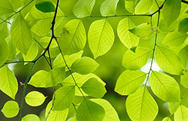 Close up view of multiple bright green leaves