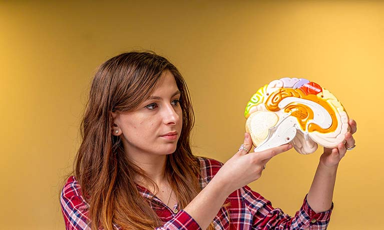 student holding up a model of a brain