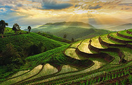 A green lush landscape, with terraced fields.