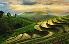 green lush landscape
