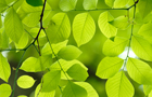 Close up of tree leaves