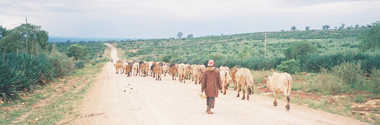 Evaluating the potential of intensive grazing and corralling to enhance ecosystem services in Africa’s communal rangelands