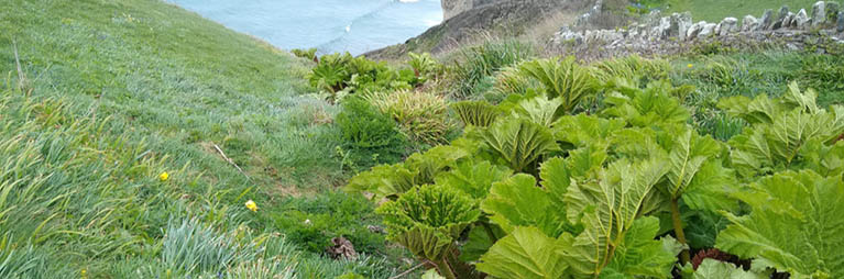 Plants growing on the side of a cliff near the sea.
