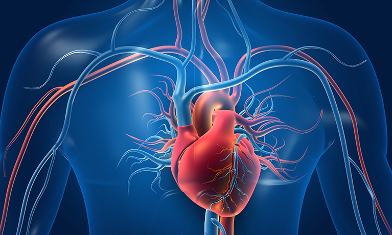 aminated torso with heart