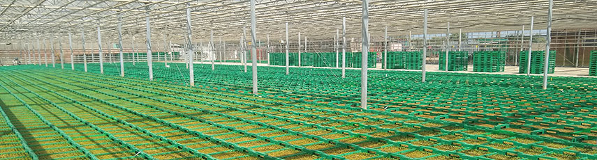 Nursery production of vegetable transplants