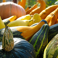 Close up of pumpkins, squash and courgettes