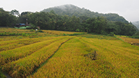 yellow corn fields