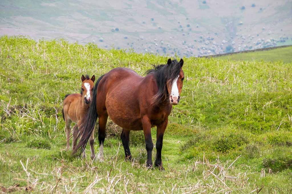 A wild pony and foal