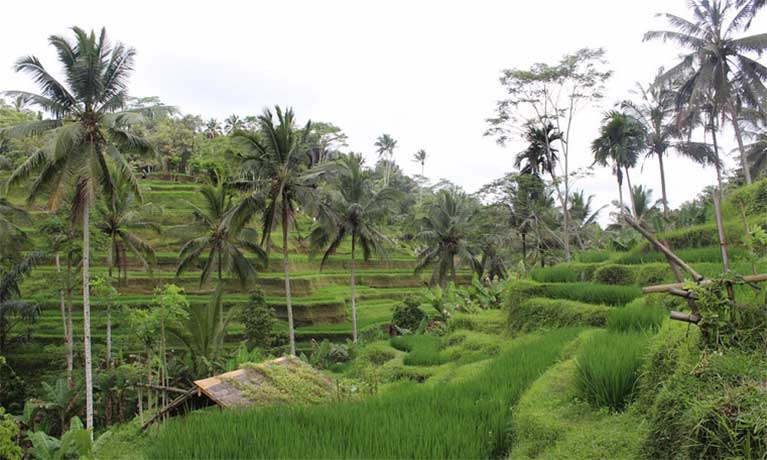 Bali Rice fields 