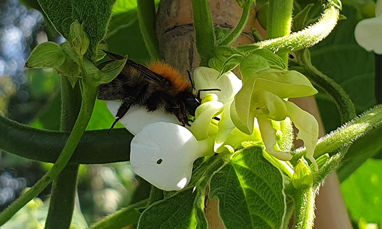 Bee in flower