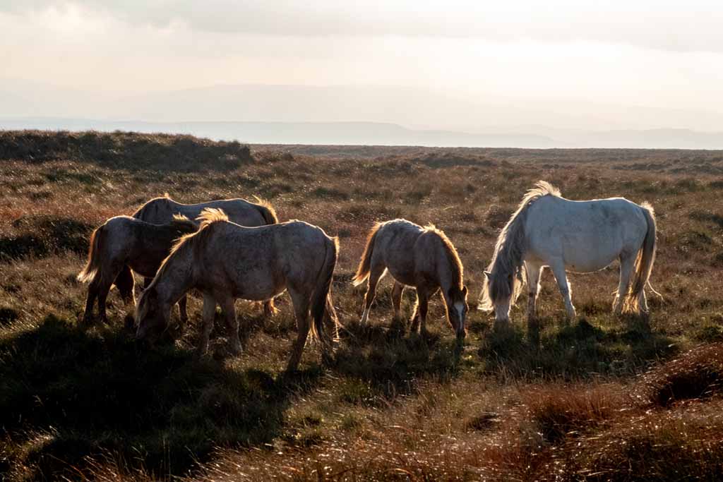 Brecon Beacons Horses