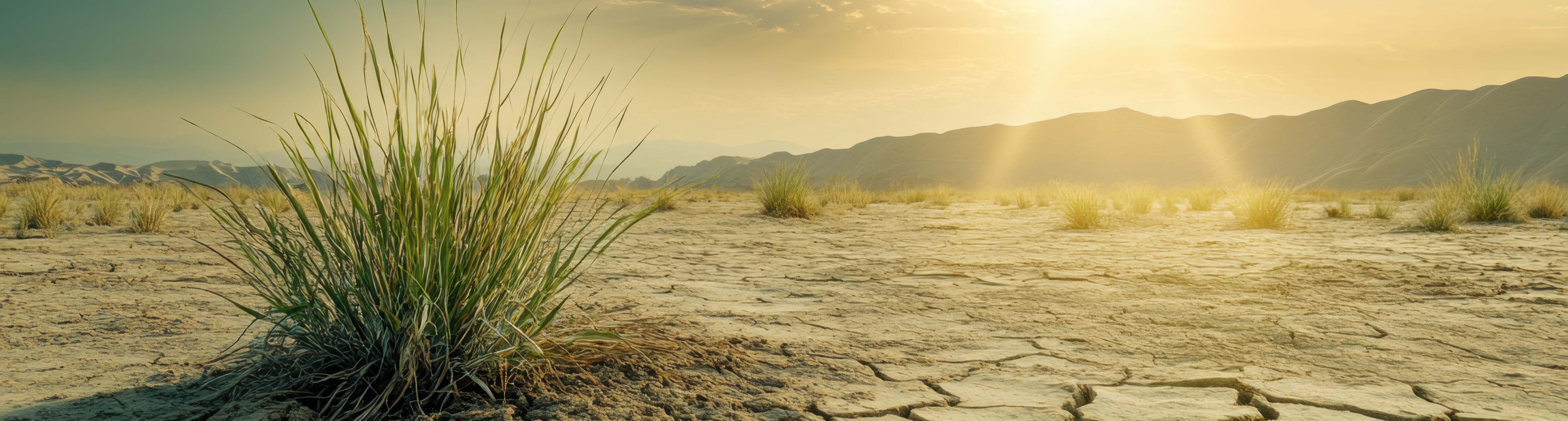Drought-stricken desert with cracked earth