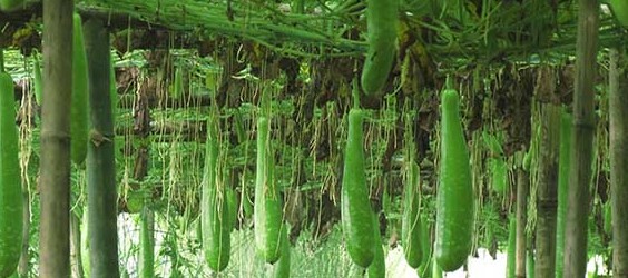 Pods dangling down from vines in a crop