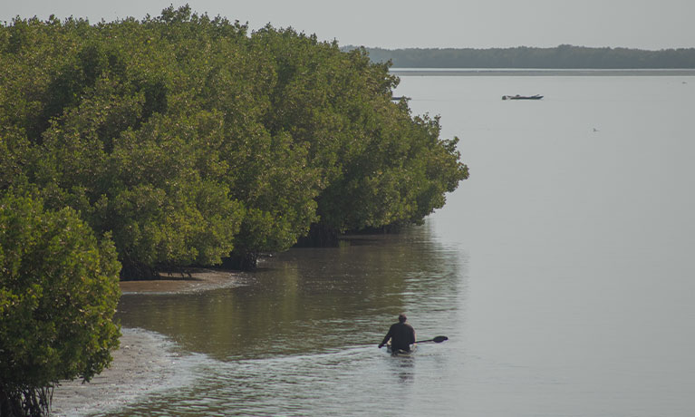 Kayaker floats around the mangroves of the shores of casamance river