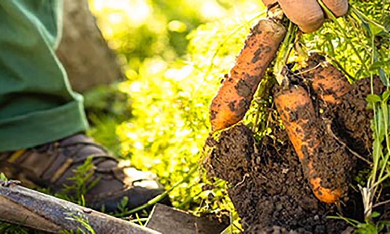 Farmer pulling carrots out of the ground.