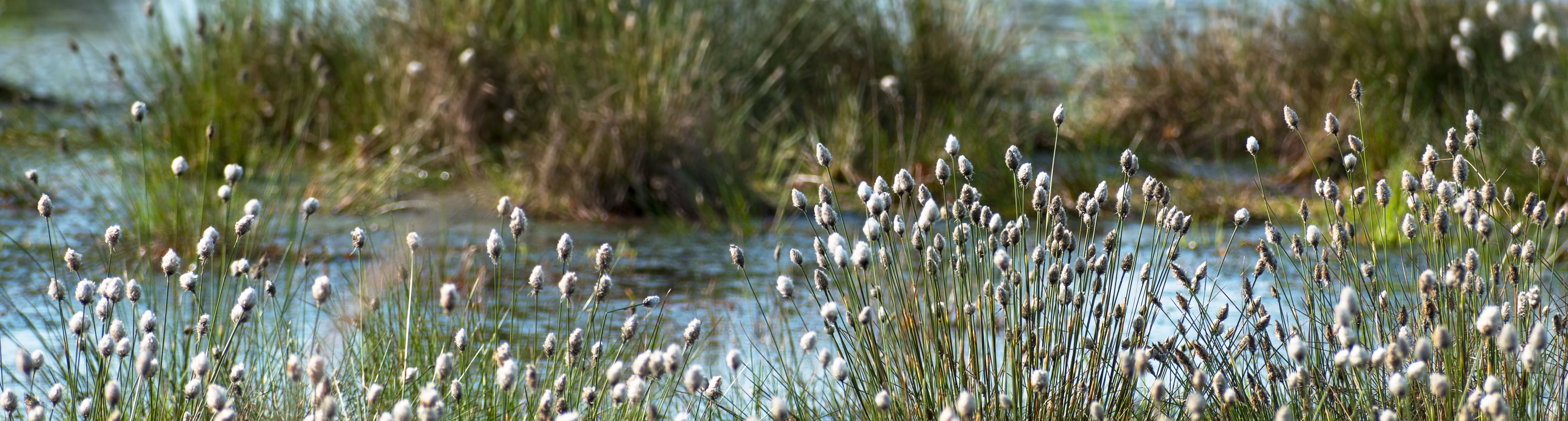 Cotton grass (Eriophorum vaginatum) and water in the Venner Moor, raised bog landscape in spring, germany 