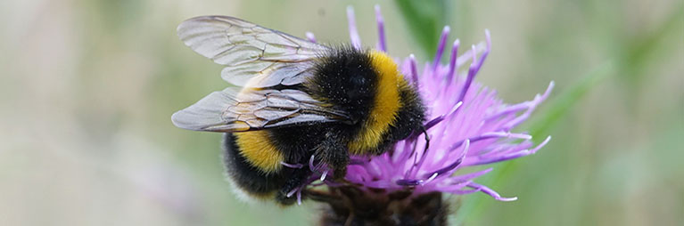 Blooms for Bees