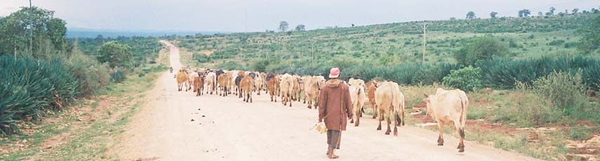 Man walking with farm animals in Africa