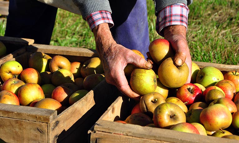 Man reaching down to pick apples out of wooden crate.
