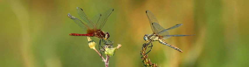 2 Dragon flys resting on 2 buds with a blurred background 