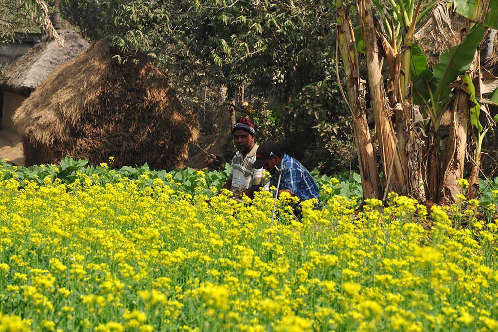 Farmers in mustard field