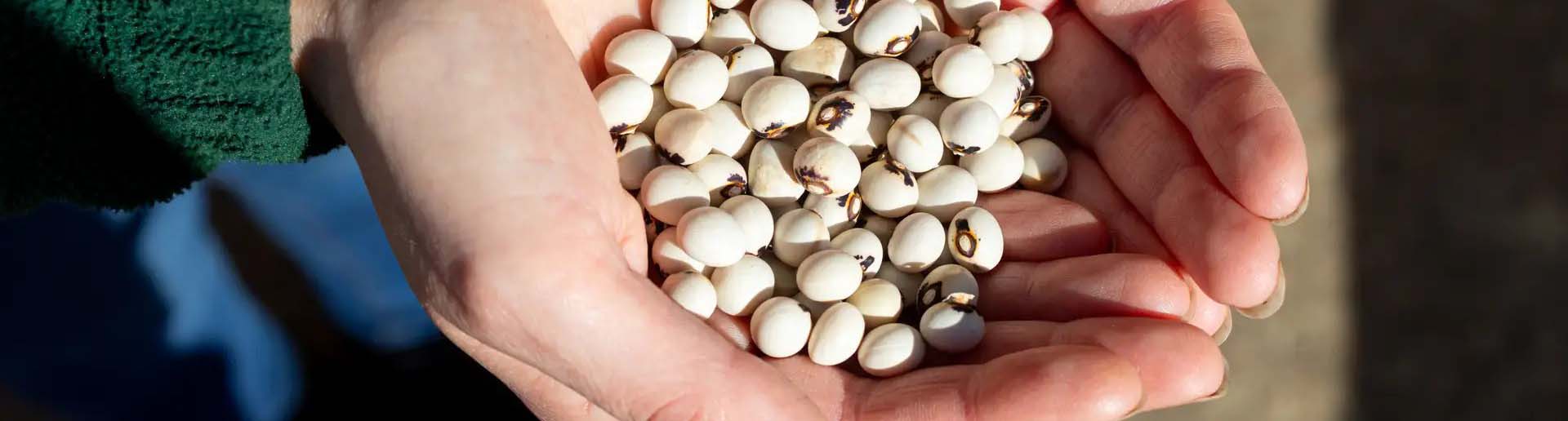 Hands cupping white seeds