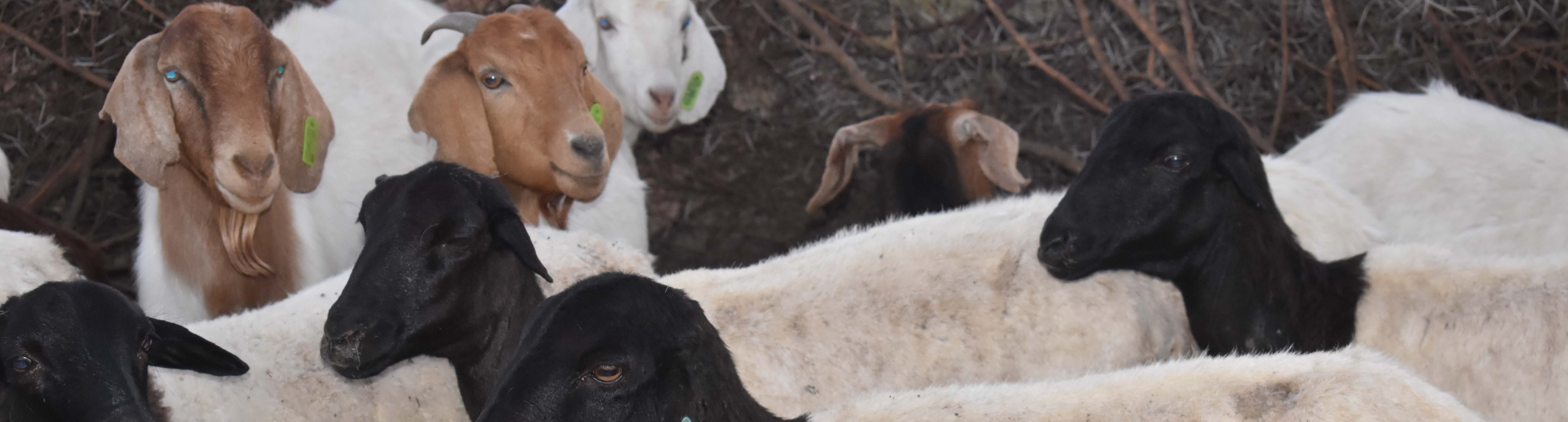 Group of goats