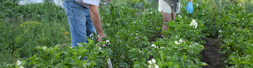 A man and a woman gardening an allotment