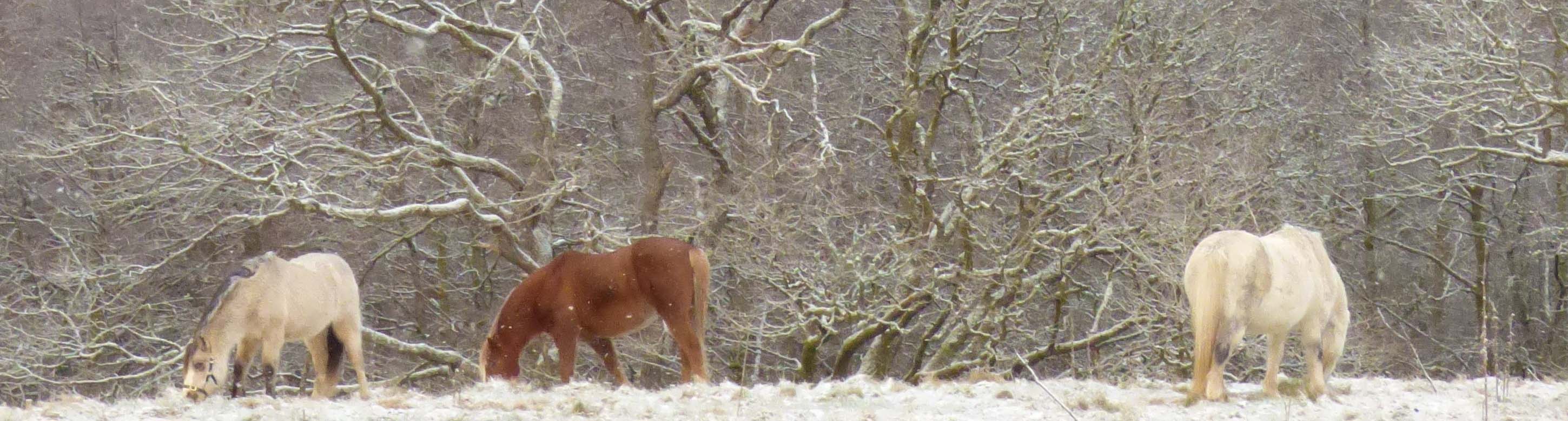 3 horse grazing against a frosty tree backdrop