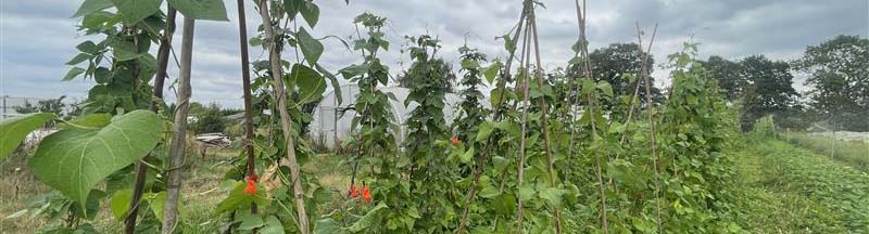 Banner of food growing