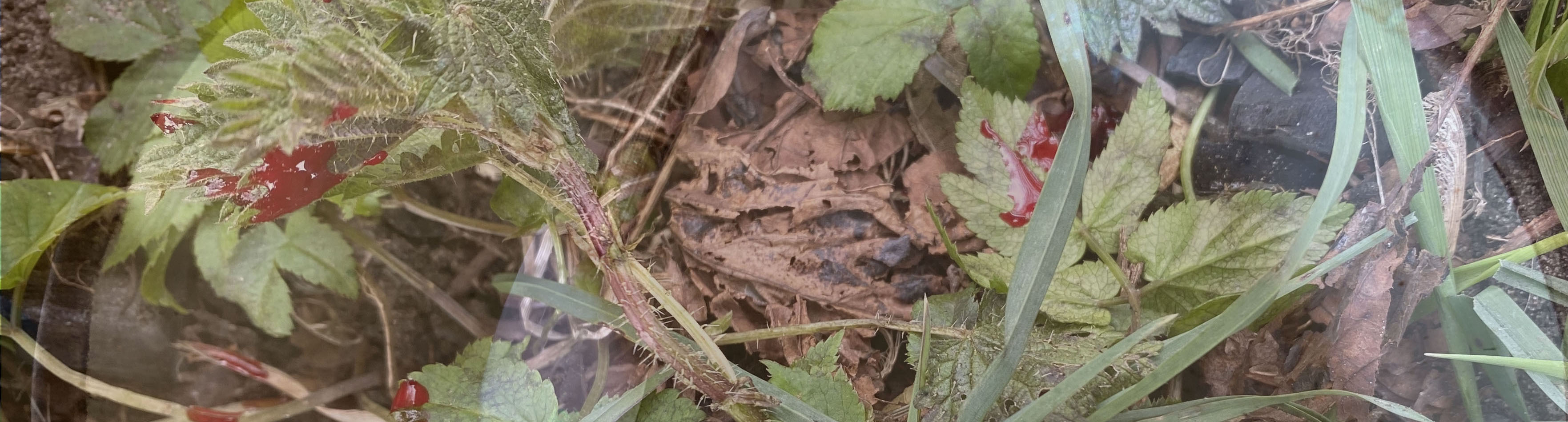 Subtle Agroecologies: Farming with the Hidden Half of Nature