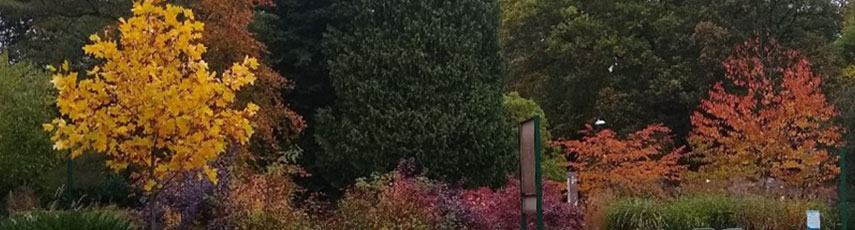 trees