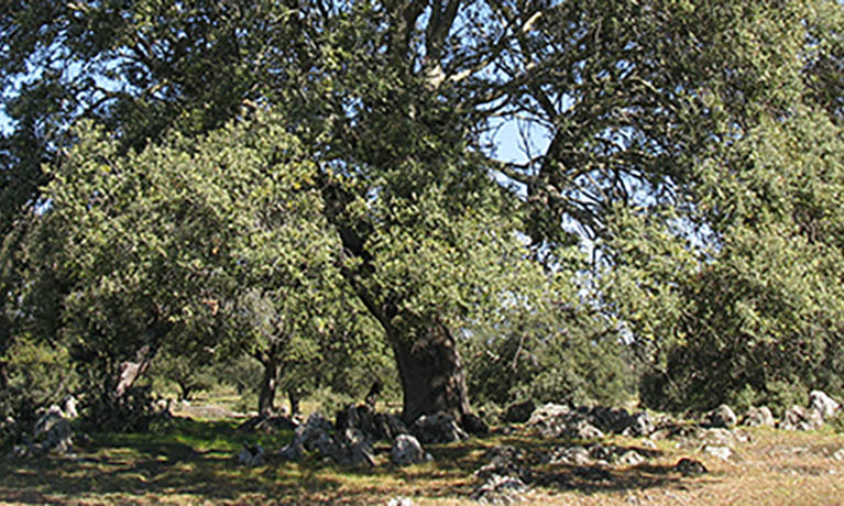 Large tree.